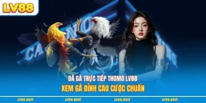 đá gà trực tiếp thomo Lv88