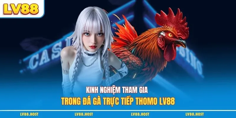 Kinh nghiệm tham gia trong đá gà trực tiếp Thomo LV88